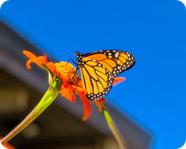 Acaba asıl mal sahibi olan Allah, ne fiat istiyor?