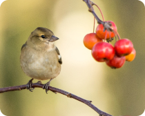 En küçük bir şey'i de Allah'tan istemek ne demektir?