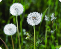 Evlâdı vefat edenlere müjde